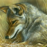 Shady Spot - Coyote