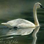 Trumpeter Elegance - Trumpeter Swan, 5x7,watercolor on board, ©Rebecca Latham