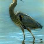 Afternoon Wading - Great Blue Heron, 5" x 7", watercolor on board, ©Rebecca Latham