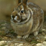 Mossy Seat - Rabbit, 5"x7", watercolor on board, ©Rebecca Latham
