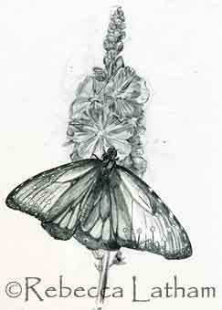Rebecca Latham's nwe queen butterfly and wildflowers sketch for a watercolor painting ~~ This is the layout I chose for my butterfly piece that I have been sketching out - will be adding some extra interest in the background.  I started working on it in color at the NatureWorks show in Tulsa.  I'll get a post up here with the color version soon. :D
