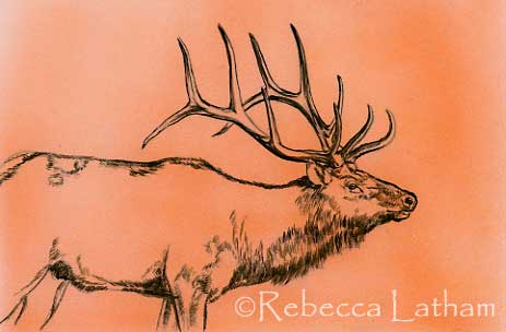 Here is another new piece that I am working on, a miniature watercolor of an elk - should have finished soon.  You can see that I have a light wash underpainting and have started to work in the darks of the piece.