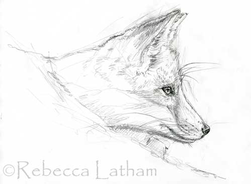 sketches of birds. FoxKitSketch1 0507 Sketches