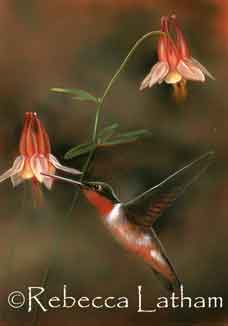This is the progress on my little hummingbird miniature watercolor that I started on the other day.  It's starting to take shape.  I think it will turn out well.