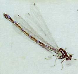 Traditional Miniature Painting - Watercolor on Vellum - Damselfly - circa 1600