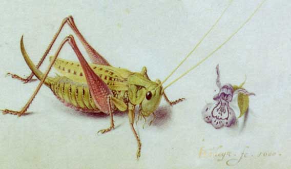 Traditional Miniature Painting - Watercolor on Vellum - circa 1600