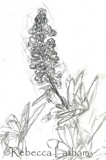 Black And White Sketches Of Nature. Black And White Sketches Of