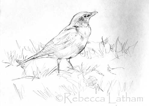 This is a new sketch for a painting of a robin in grass. Tags: bird 