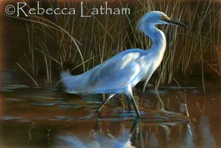 New snowy egret miniature painting - This is a new miniature painting I started not long ago.  A snowy egret.  I have been doing  quite a bit of painting, but not enough posting here on the blog.  One of my friends wanted to see this piece, so here it is... 
