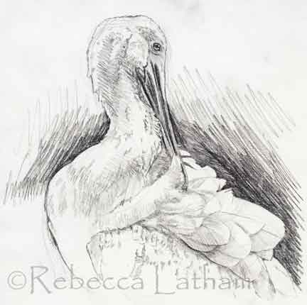This is a new miniature that I didn't realize I hadn't posted here on the blog yet.  It's a painting of a Roseate Spoonbill preening.  I really thought that I could paint in a lot of mood in this piece - it's what drew me to the subject.  The sketch that I made for the painting is at the bottom of this post.