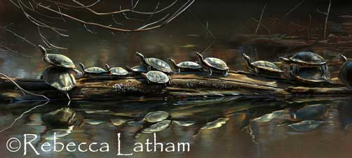 This is a new painting that I'm working on.  13 turtles on a log and reflections of them in the water.  This piece is pretty intricate, but I thought that I should challenge myself. ;)  I saw these turtles in Oklahoma.  They all seemed to be competing for space on the log to sun themselves in the early afternoon sunlight - as you can see, some of them did not get the prime locations.  I think that the title for this painting will be 