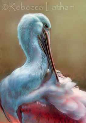 This is a new miniature that I didn't realize I hadn't posted here on the blog yet.  It's a painting of a Roseate Spoonbill preening.  I really thought that I could paint in a lot of mood in this piece - it's what drew me to the subject.  The sketch that I made for the painting is at the bottom of this post.