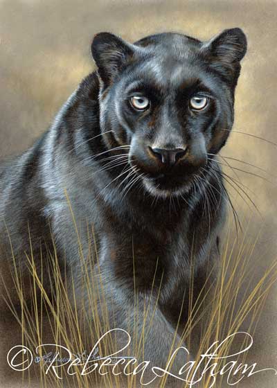 This is the completed painting of the black leopard, titled 