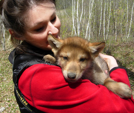 I just went on a photoshoot the other day - these little guys were SO cute! A few litters of baby wolves.. (This one really liked being scratched. :) ) I also held a baby woodchuck who crawled into my jacket to get warm...he was about the size of a gerbil.... :D I'm kind of eager to get started on a painting of one of these little wolves.