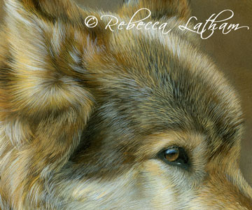 I know that many of these web images online just don't show the detail of the watercolors - so for this one, I posted a larger image crop. I just love painting fur like this, especially the textures and blends of color.