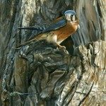 FlyByKestrel