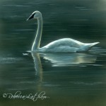 Evening in Indigo – Trumpeter Swan | Wildlife art and nature paintings of Latham Studios, a family of artists.