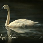 Pearl - Trumpeter Swan, watercolor on board, Bonnie Latham
