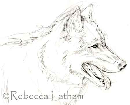 Timberwolf Watercolor – Sketch | Paintings of Wildlife & Nature by Rebecca  Latham