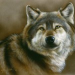 Wolf Portrait. Featured painting, Realistic fine art of wildlife painted in miniature.